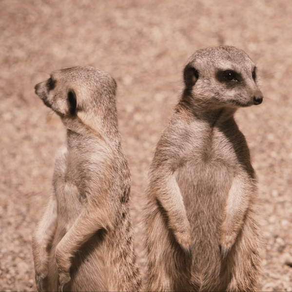 Read more about the article John Ball Zoo Meerkat Exhibit