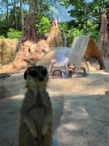 You are currently viewing John Ball Zoo: Meerkat Exhibit